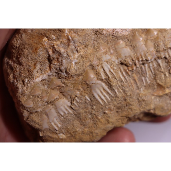 fish: schizorhiza stromeri - Maastrichtian - Oued Zem, MOROCCO