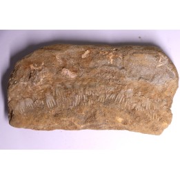 fish: schizorhiza stromeri - Maastrichtian - Oued Zem, MOROCCO
