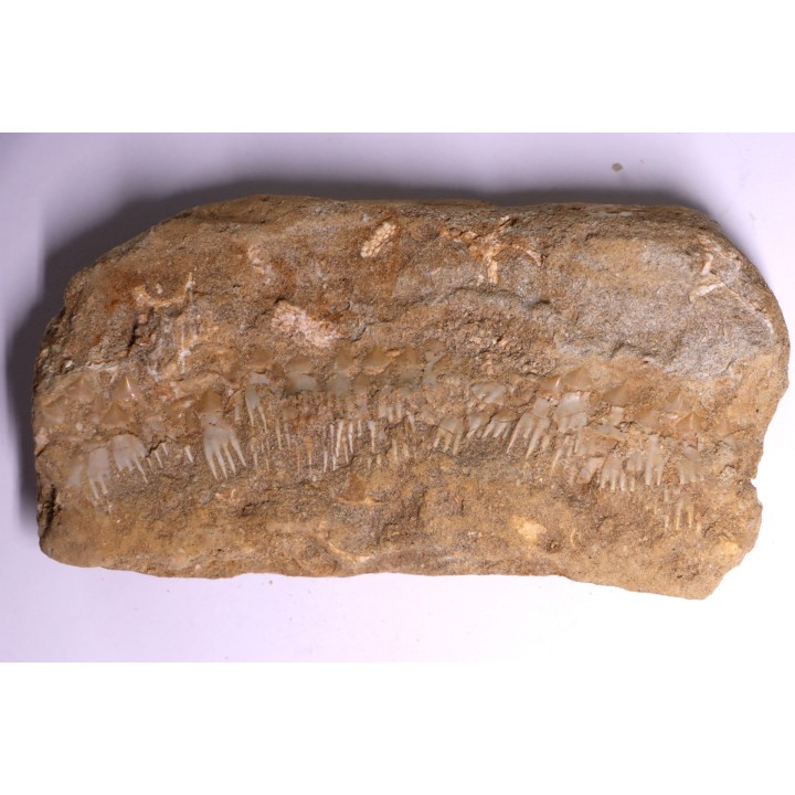 schizorhiza stromeri - Maestrichtien - Oued Zem, MAROC