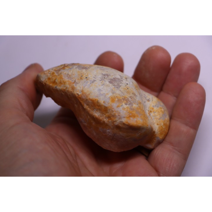 bulla tympani de BASILOSAURUS sp.  Platyosphys aithai - Barthonien - Sahara occidentale