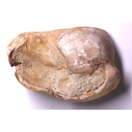 bulla tympani de BASILOSAURUS sp. Platyosphys aithai - Barthonien - Sahara occidentale