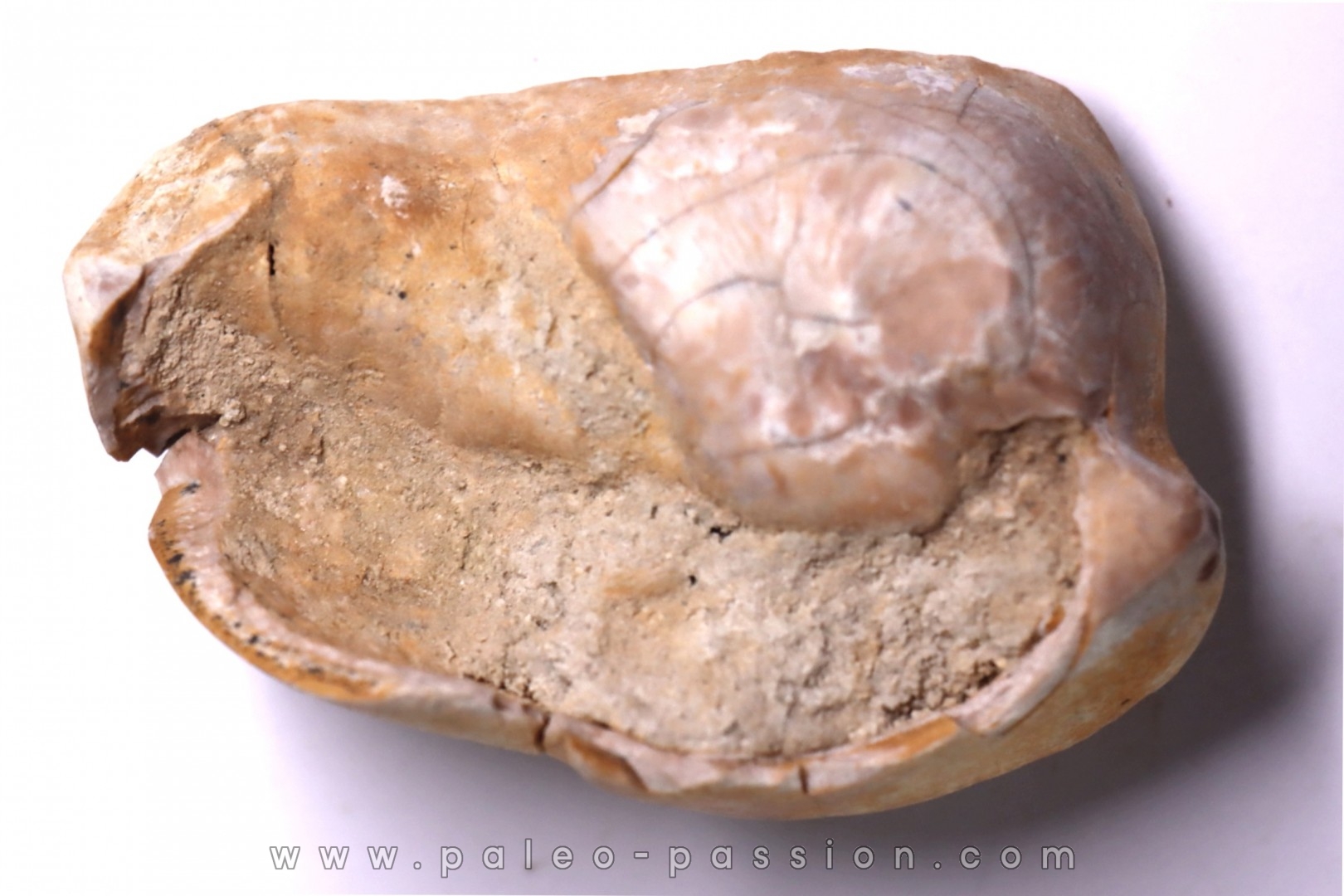 bulla tympani de BASILOSAURUS sp. Platyosphys aithai - Barthonien - Sahara occidentale