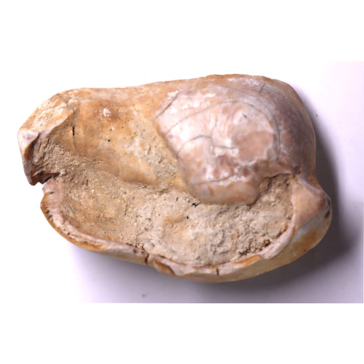 bulla tympani de BASILOSAURUS sp.  Platyosphys aithai - Barthonien - Sahara occidentale