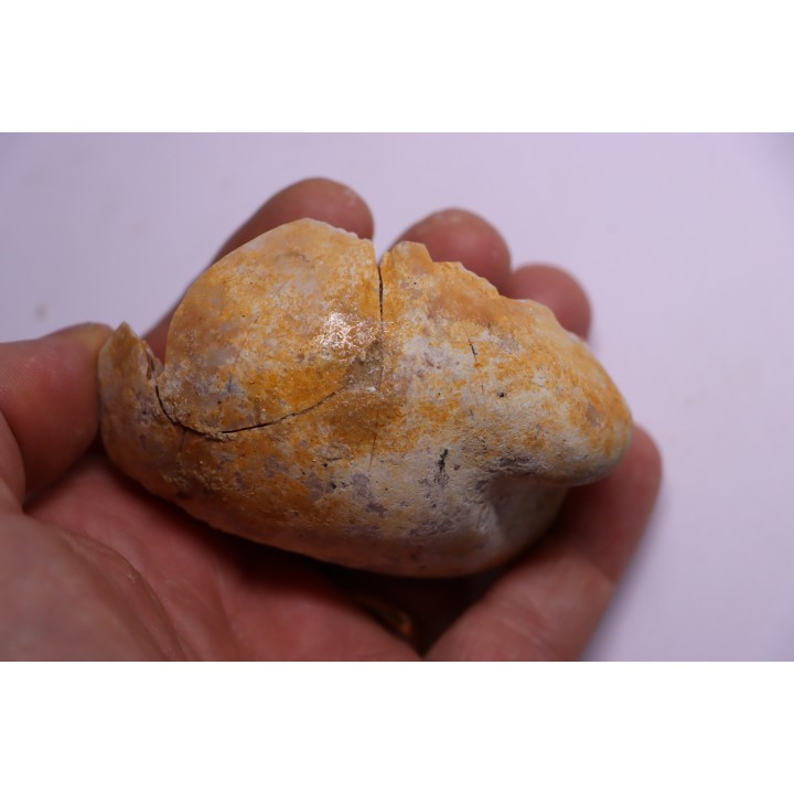 bulla tympani de BASILOSAURUS sp.  Platyosphys aithai - Barthonien - Sahara occidentale