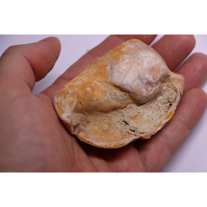 bulla tympani de BASILOSAURUS sp.  Platyosphys aithai - Barthonien - Sahara occidentale
