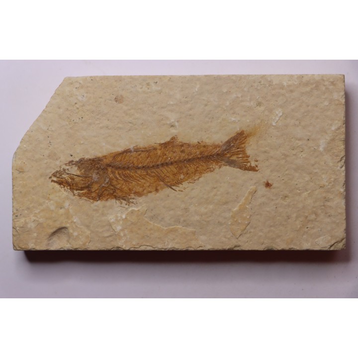Mioplosus labracoides