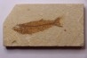 Mioplosus labracoides