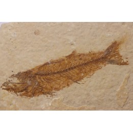 poisson fossile - Mioplosus labracoides - Eocène - green river fmt - Wyoming - USA