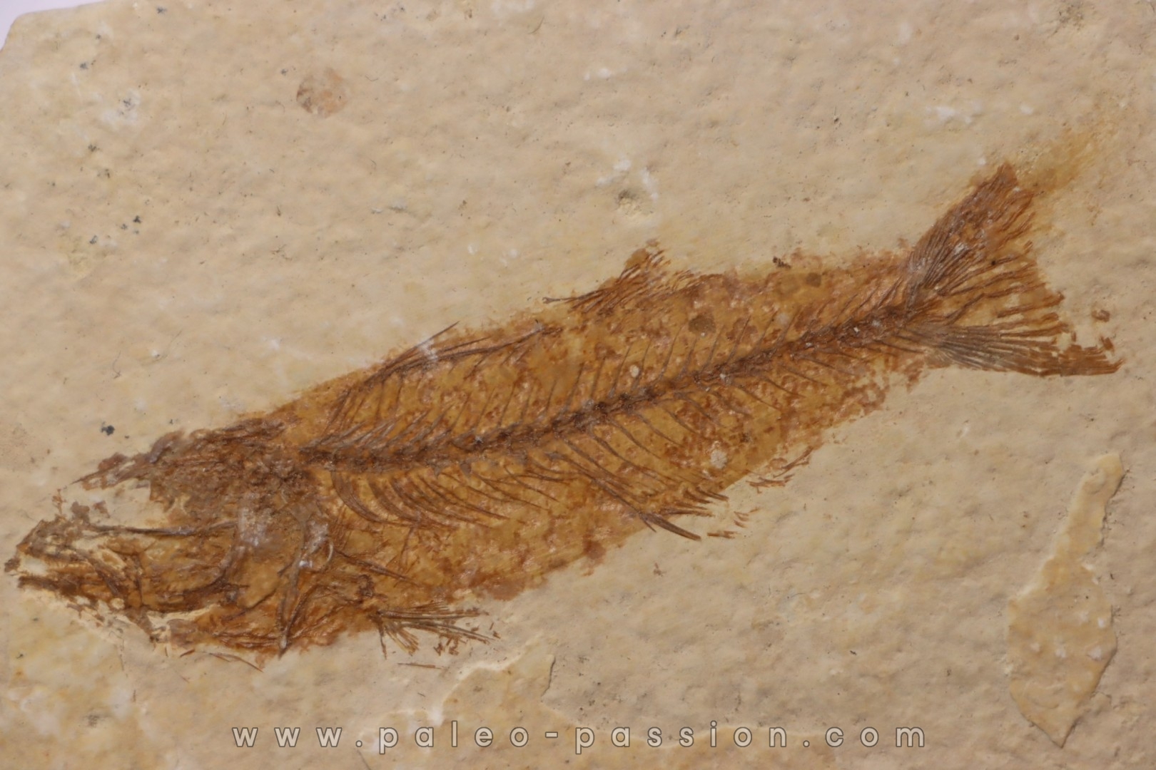 poisson fossile - Mioplosus labracoides - Eocène - green river fmt - Wyoming - USA