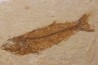 poisson fossile - Mioplosus labracoides - Eocène - green river fmt - Wyoming - USA
