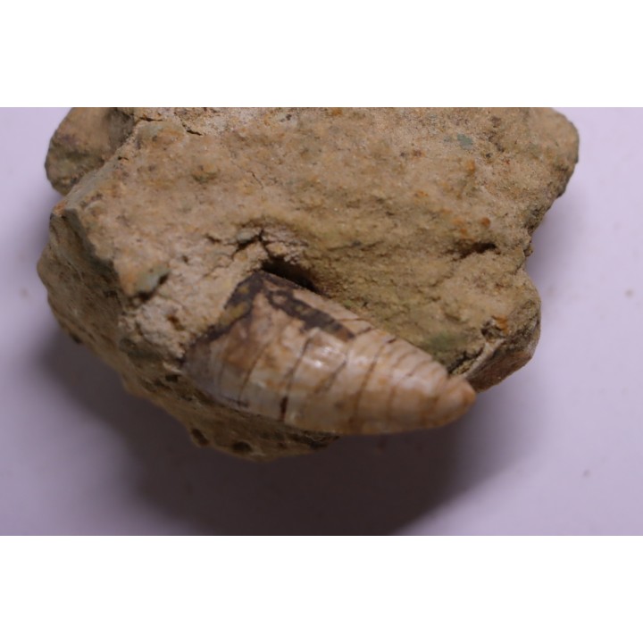 Phytosaure Nicrosaurus sp. -  Rhétien - Saint Nicolas de Port (54) - FRANCE