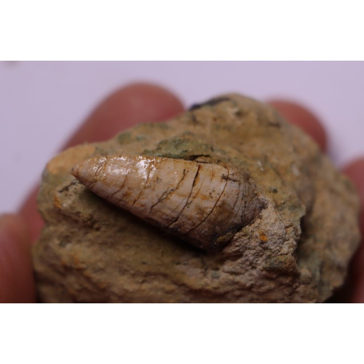 Phytosaure Nicrosaurus sp.  - Rhétian - Saint Nicolas de Port (54) - FRANCE