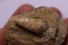 Phytosaure Nicrosaurus sp.  - Rhétian - Saint Nicolas de Port (54) - FRANCE