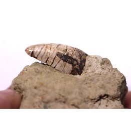 Phytosaure Nicrosaurus sp. -  Rhétien - Saint Nicolas de Port (54) - FRANCE