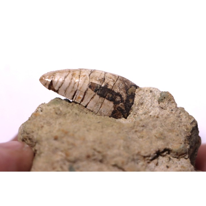 Phytosaure Nicrosaurus sp. -  Rhétien - Saint Nicolas de Port (54) - FRANCE