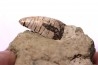 Phytosaure Nicrosaurus sp.  - Rhétian - Saint Nicolas de Port (54) - FRANCE