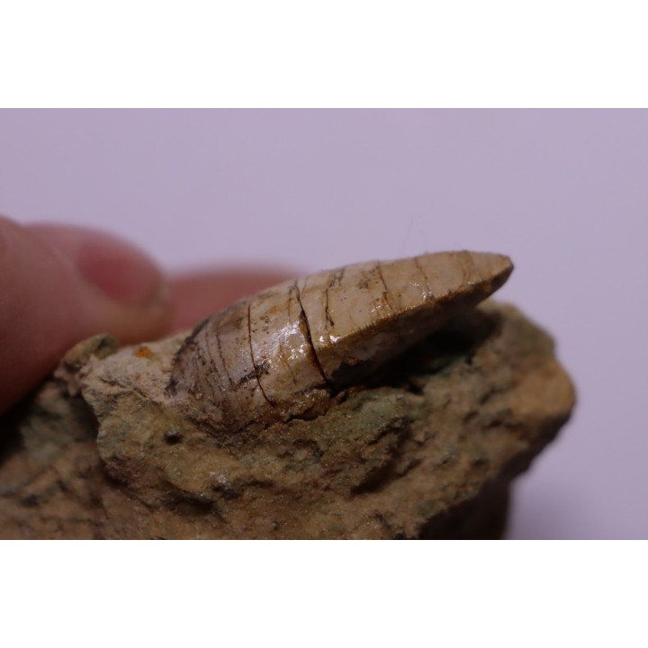 Phytosaure Nicrosaurus sp. -  Rhétien - Saint Nicolas de Port (54) - FRANCE