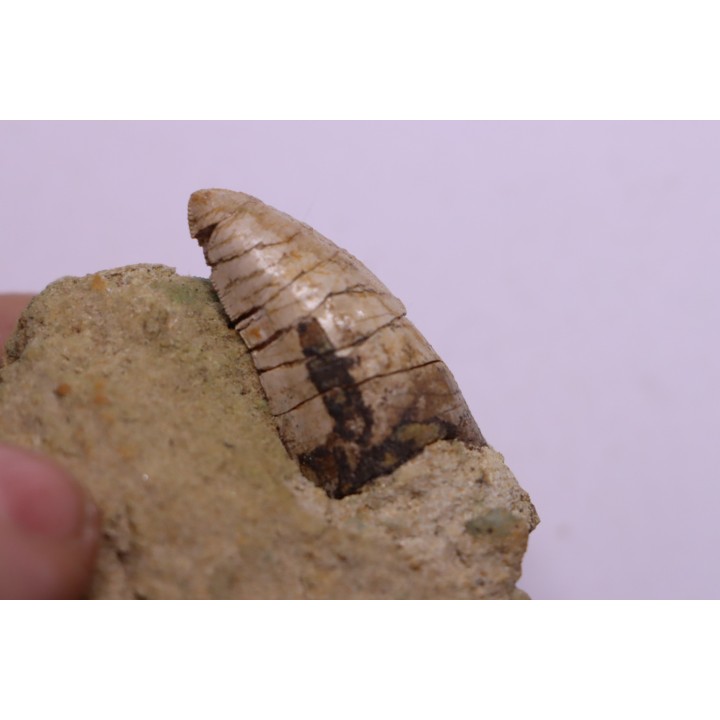 Phytosaure Nicrosaurus sp.  - Rhétian - Saint Nicolas de Port (54) - FRANCE