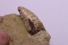 Phytosaure Nicrosaurus sp.  - Rhétian - Saint Nicolas de Port (54) - FRANCE