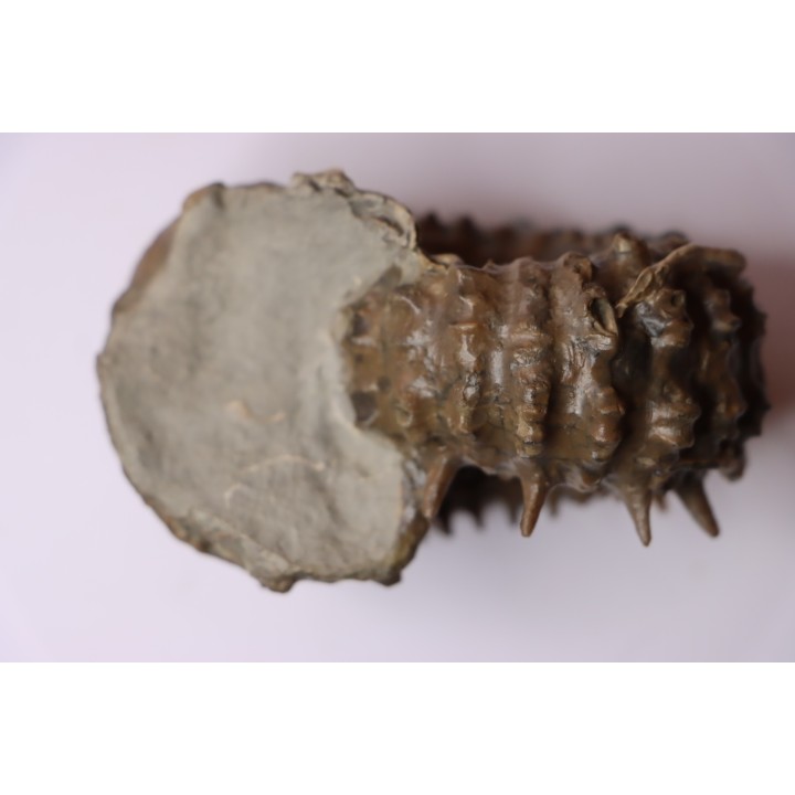 DOUVILLEICERAS MAMMILATUM