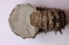 DOUVILLEICERAS MAMMILATUM