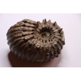 DOUVILLEICERAS MAMMILATUM - albien moyen - Carrière Courcelles, Villemoyenne - Aube - France