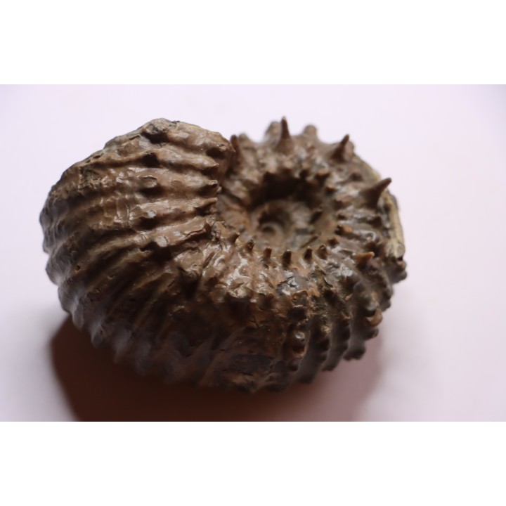 DOUVILLEICERAS MAMMILATUM