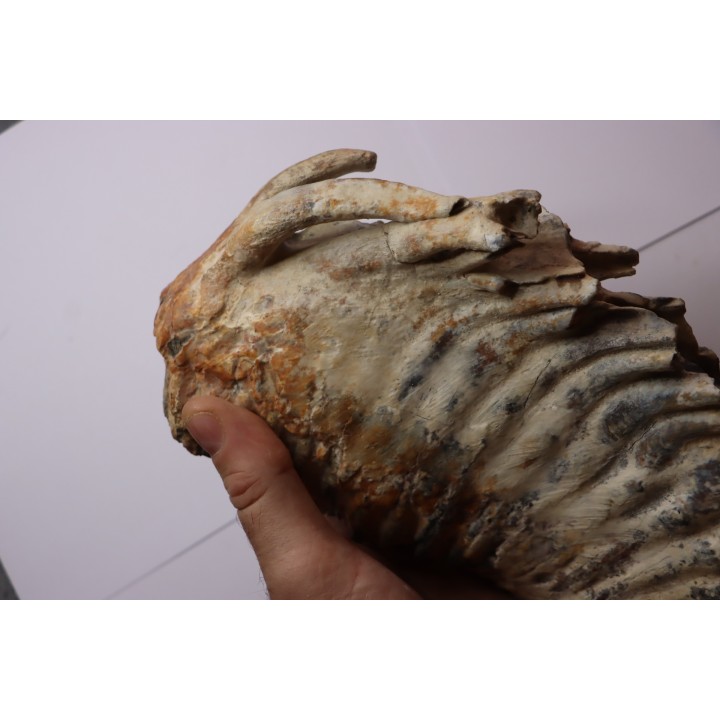 DENT DE MAMMOUTH:  Mammuthus primigenius - Pléistocène   Mer du Nord