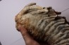 MAMMOTH TOOTH: Mammuthus primigenius - Pléistocène - North sea