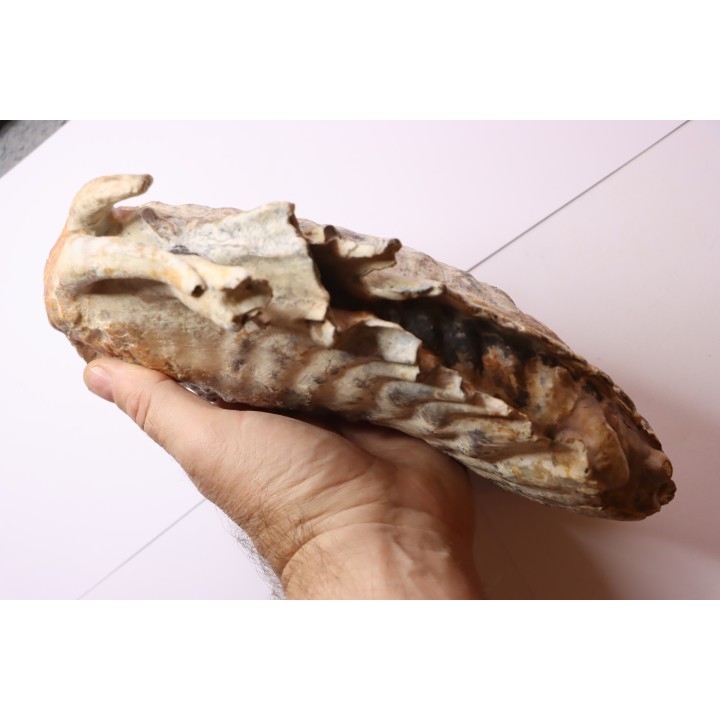 MAMMOTH TOOTH:  Mammuthus primigenius -  Pléistocène - North sea