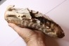 MAMMOTH TOOTH: Mammuthus primigenius - Pléistocène - North sea