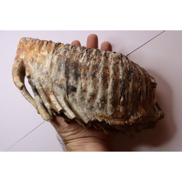 DENT DE MAMMOUTH:  Mammuthus primigenius - Pléistocène   Mer du Nord