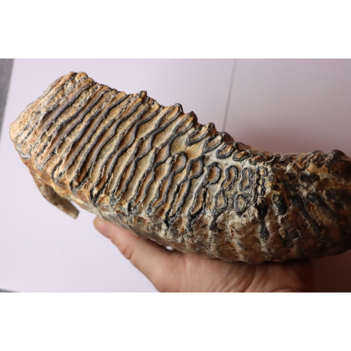 MAMMOTH TOOTH:  Mammuthus primigenius -  Pléistocène - North sea