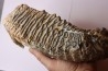 MAMMOTH TOOTH: Mammuthus primigenius - Pléistocène - North sea