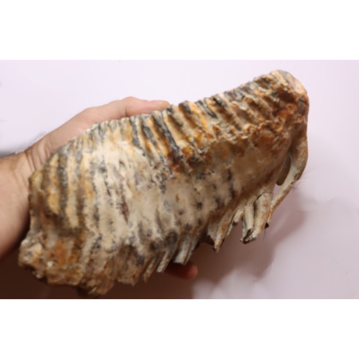 MAMMOTH TOOTH:  Mammuthus primigenius -  Pléistocène - North sea