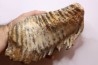 MAMMOTH TOOTH: Mammuthus primigenius - Pléistocène - North sea