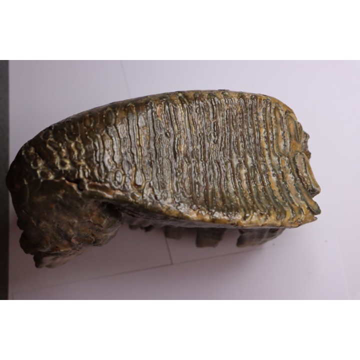 PATHOLOGIQUAL MAMMOTH TOOTH:  Mammuthus primigenius // Pléistocène // Zemst, Belgium