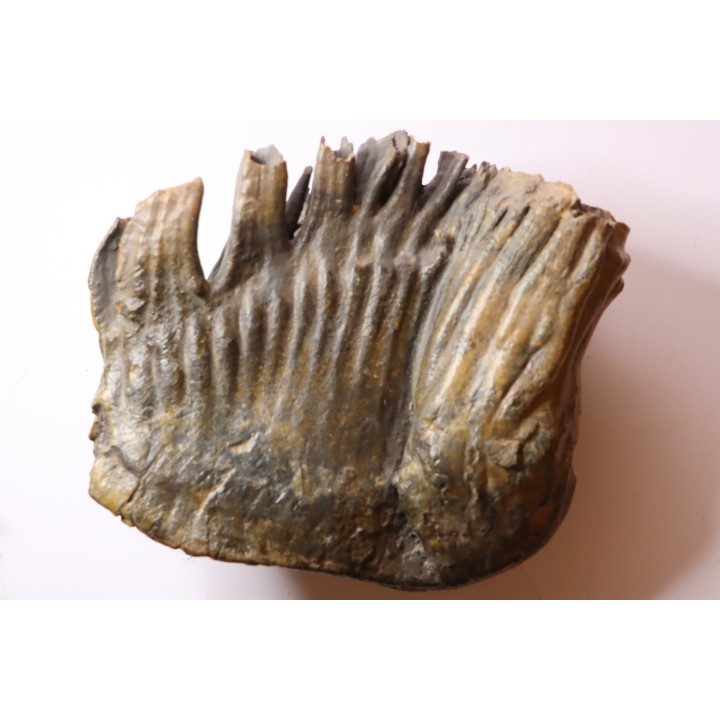 PATHOLOGIQUAL MAMMOTH TOOTH:  Mammuthus primigenius // Pléistocène // Zemst, Belgium