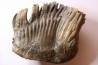 PATHOLOGIQUAL MAMMOTH TOOTH: Mammuthus primigenius // Pléistocène // Zemst, Belgium