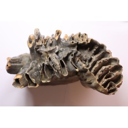 DENT DE MAMMOUTH PATHOLOGIQUE:  mammuthus primigenius - Pléistocène - Zemst, Belgique