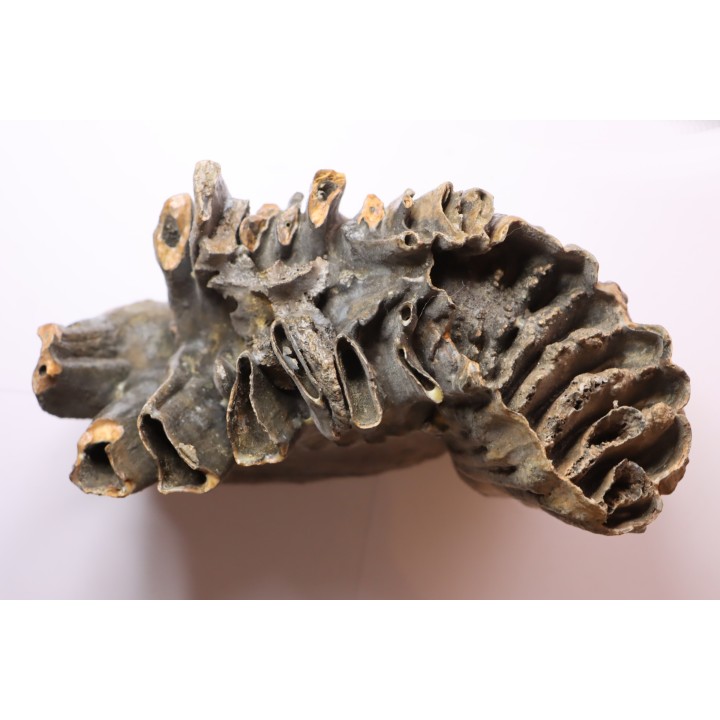 PATHOLOGIQUAL MAMMOTH TOOTH:  Mammuthus primigenius // Pléistocène // Zemst, Belgium