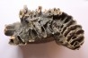 PATHOLOGIQUAL MAMMOTH TOOTH: Mammuthus primigenius // Pléistocène // Zemst, Belgium
