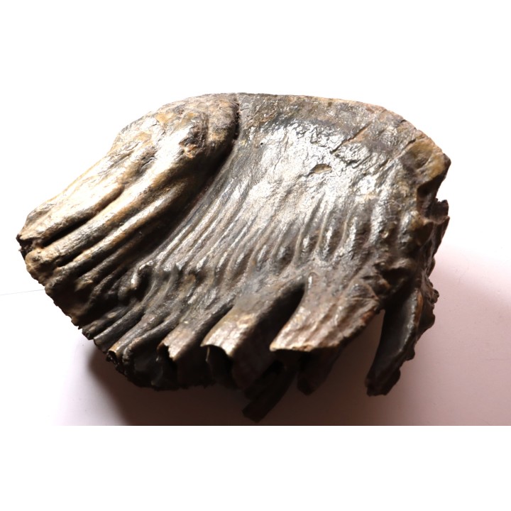 PATHOLOGIQUAL MAMMOTH TOOTH:  Mammuthus primigenius // Pléistocène // Zemst, Belgium