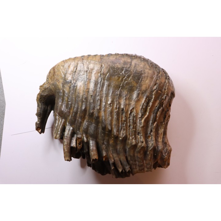 DENT DE MAMMOUTH PATHOLOGIQUE:  mammuthus primigenius - Pléistocène - Zemst, Belgique