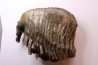 PATHOLOGIQUAL MAMMOTH TOOTH: Mammuthus primigenius // Pléistocène // Zemst, Belgium