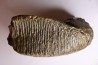 PATHOLOGIQUAL MAMMOTH TOOTH: Mammuthus primigenius // Pléistocène // Zemst, Belgium