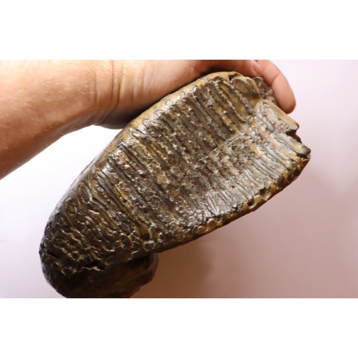 PATHOLOGIQUAL MAMMOTH TOOTH:  Mammuthus primigenius // Pléistocène // Zemst, Belgium