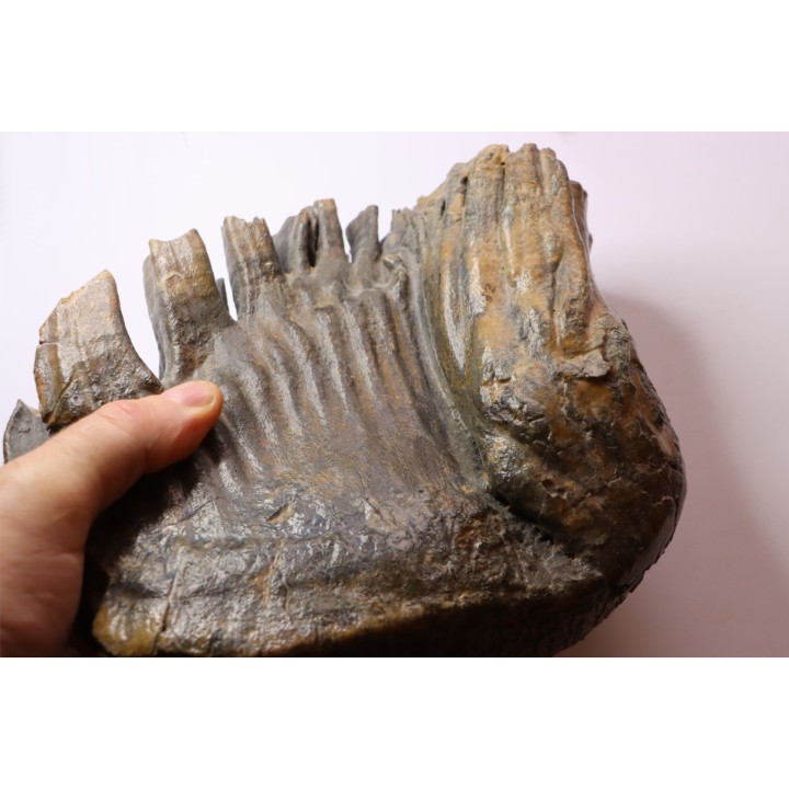 PATHOLOGIQUAL MAMMOTH TOOTH:  Mammuthus primigenius // Pléistocène // Zemst, Belgium