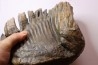PATHOLOGIQUAL MAMMOTH TOOTH: Mammuthus primigenius // Pléistocène // Zemst, Belgium