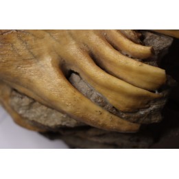 DENT DE MAMMOUTH sur sa mâchoire:  Mammuthus primigenius - Pléistocène   Mer du Nord